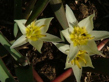 Tulipa sogdiana (bucharica) bestellen